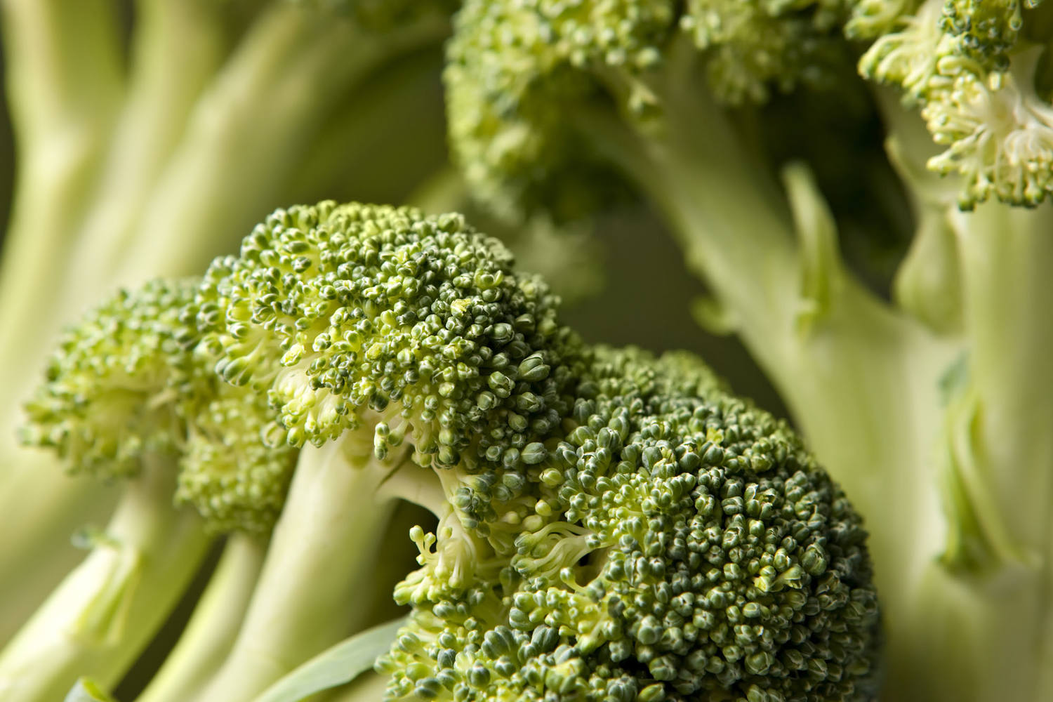 Broccoli roosjes 15-30mm 2,5kg kist 2 stuks 3
